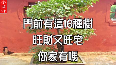 房子旁邊有樹|【門前的風水樹】門前種什麼樹風水好種對了樹好運連連 